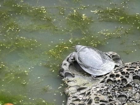 Soft-shelled turtle found in a pond, JPG Soft-shelled turtle found in a pond, JPG