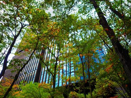 色づき始めた大手町の森の樹々 秋,紅葉,11月の写真素材