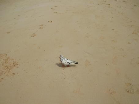 ハワイのビーチを歩く鳩 ハワイのビーチを歩く鳩の写真