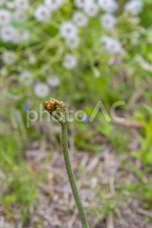 春の訪れを告げる山菜「わらび」 山菜,山の幸,春の写真素材
