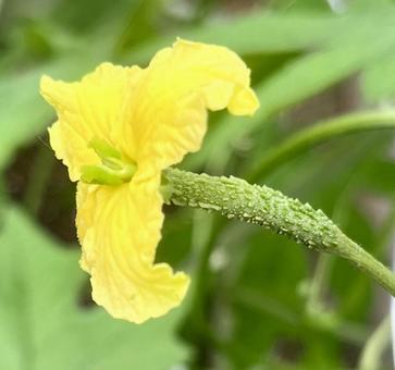 ゴーヤの赤ちゃん ゴーヤの赤ちゃん にがうり,ゴーヤ,雌花の写真素材