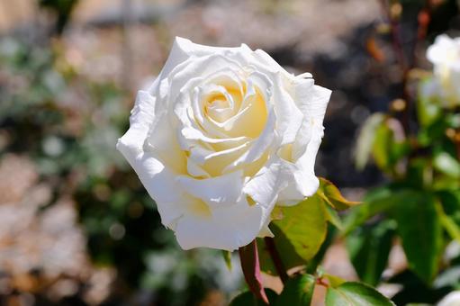 薔薇 かぐや富士 薔薇 かぐや富士 薔薇,かぐや富士,花の写真素材