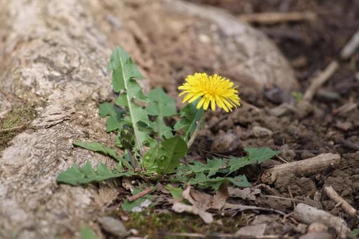 Photo, cottonweed, western, dandelion, 