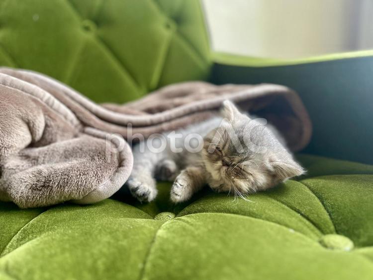 ソファでお昼寝する子猫 エキゾチックショートヘア,動物,こねこの写真素材