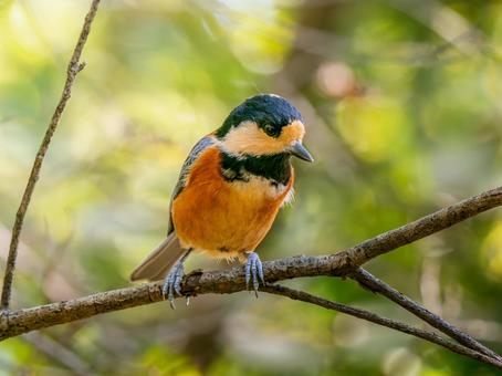 枝にとまるヤマガラ ヤマガラ,野鳥,鳥の写真素材