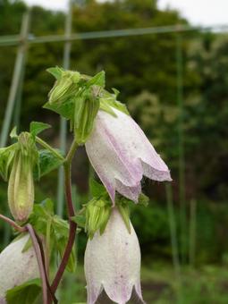 Bellflowers blooming beside farmland, JPG