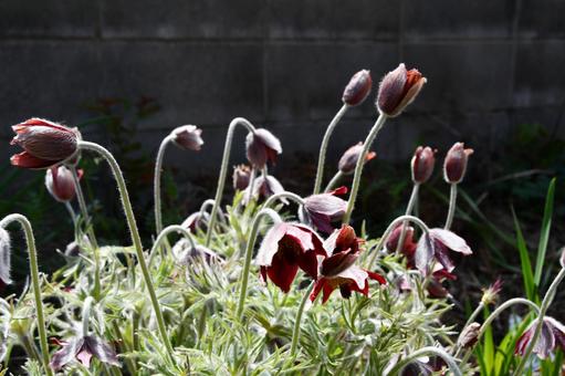 オキナグサの花 オキナグサ,翁草,つぼみの写真素材