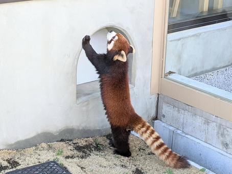 立ち上がるレッサーパンダ 立ち上がるレッサーパンダ レッサーパンダ,動物園,動物の写真素材