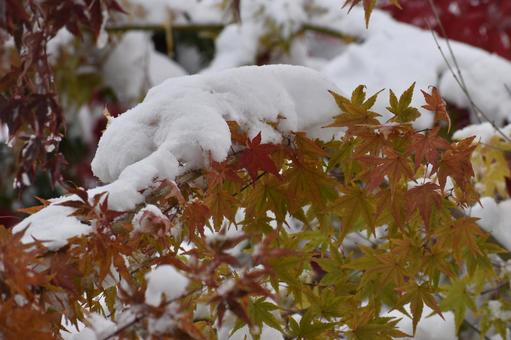 雪と紅葉 モミジ,冬,秋の写真素材
