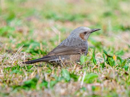 地面を歩くヒヨドリ・野鳥 地面を歩くヒヨドリ・野鳥の写真
