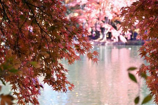 紅葉 紅葉の写真