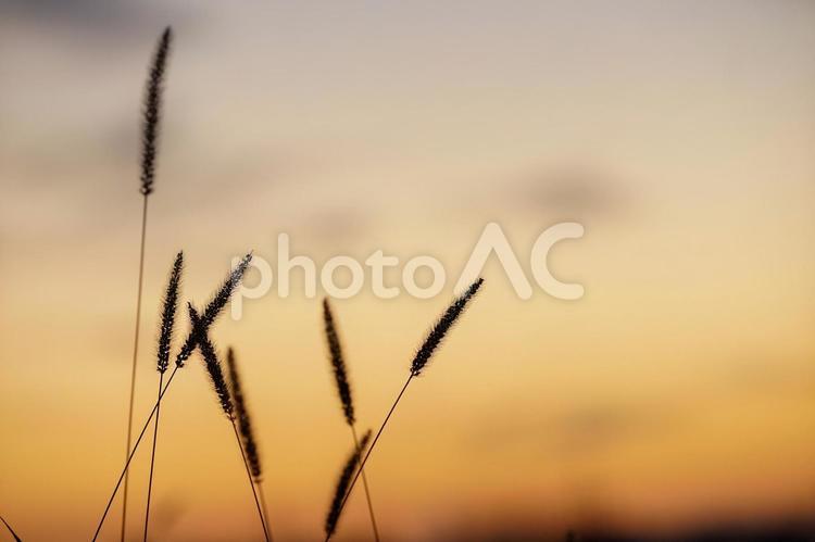 夕暮れのねこじゃらし 秋,シルエット,夕日の写真素材