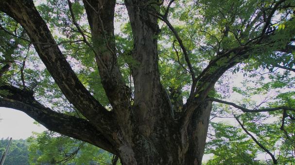 大ケヤキの木 大ケヤキの木の写真