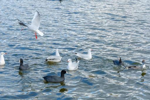 池に集う冬の水鳥たち 池に集う冬の水鳥たち ユリカモメ,オオバン,ヒドリガモの写真素材