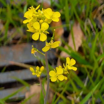 Oilseed rape blooming on the roadside, JPG Oilseed rape blooming on the roadside, JPG