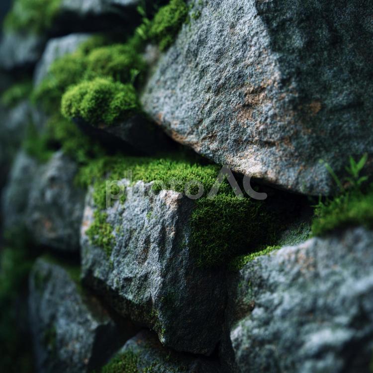 生命力あふれる苔のパッチと岩肌 苔,石,岩の写真素材