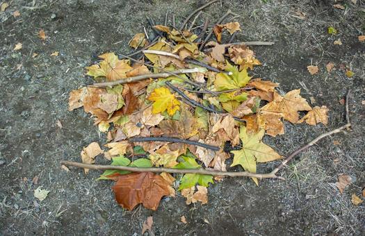 枯葉 枯葉,落ち葉,カエデの写真素材
