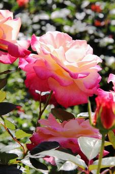 バラ・薔薇 マクロ バラ・薔薇 マクロの写真