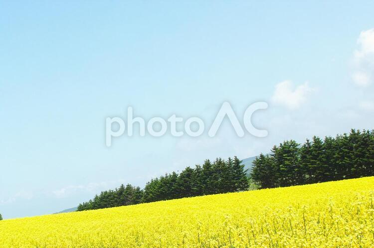 美しく満開の菜の花 菜の花畑,明るい,旅行の写真素材