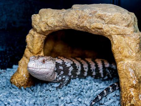 シェルターに入るアオジタトカゲの写真