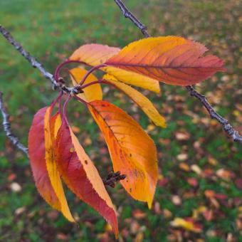 秋の桜の葉 紅葉,秋,枯れ葉の写真素材