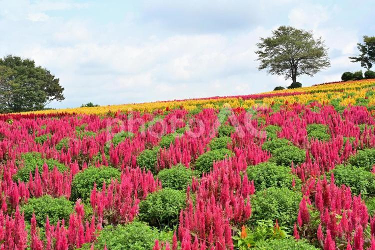 ケイトウの花畑（栃木那須） 花,花畑,ケイトウの写真素材