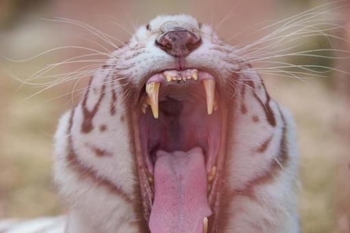 ホワイトタイガー ホワイトタイガーの写真