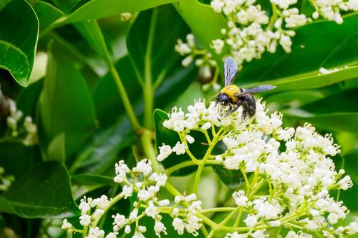 Photo, sweet viburnum, evergreen tall tree, bear, 