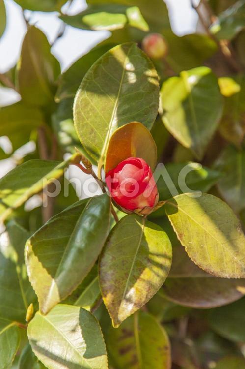 つばき（椿）の蕾 椿,つばき,ツバキの写真素材