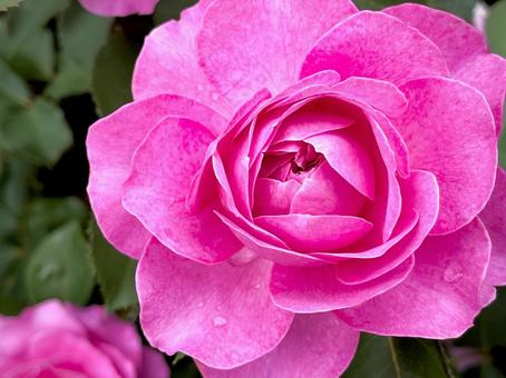 咲き始めた鮮やかな薔薇 01 咲き始めた鮮やかな薔薇 01の写真