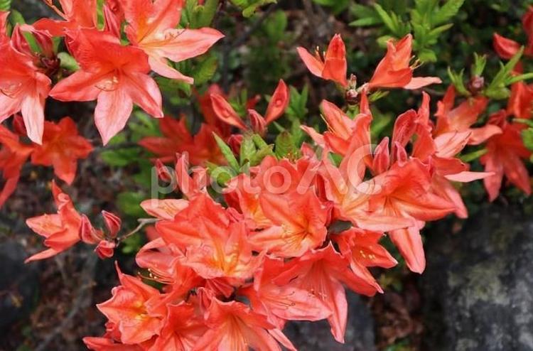 軽井沢のヤマツツジ 軽井沢,ヤマツツジ,５月の写真素材