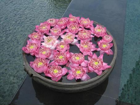 蓮の花 お花,蓮,きれいな花の写真素材