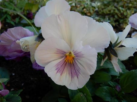 【花の写真】ピオラ ビオラ,三色菫,植物の写真素材