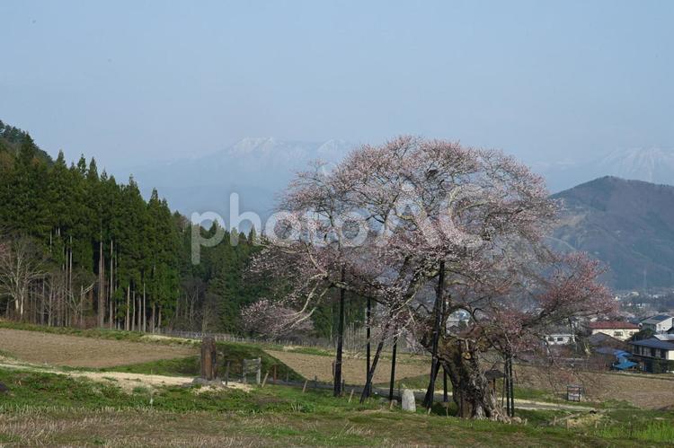 長野県高山村にある黒部の江戸彼岸桜 シダレザクラ,桜,春の写真素材