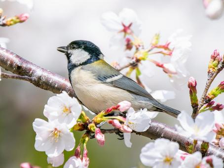 桜とシジュウカラ 桜とシジュウカラ シジュウカラ,野鳥,鳥の写真素材