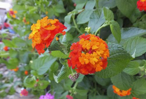 ランタナ [Lantana]-009の写真