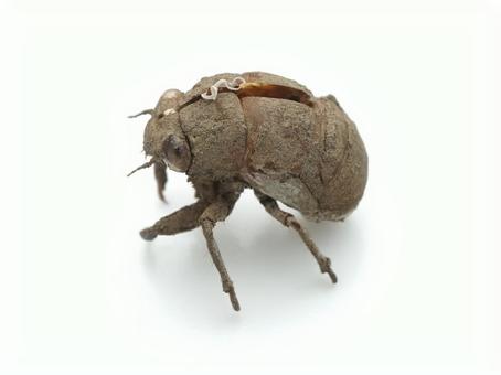 Cicada shell, JPG Cicada shell, JPG
