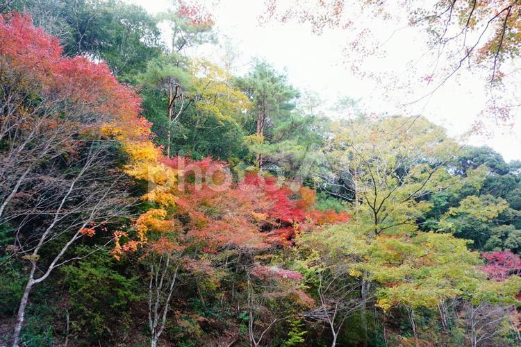 賑やかな秋の樹木たち 紅葉,風景,秋の写真素材