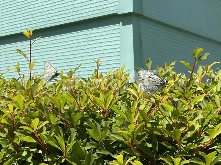 植え込みのモンシロチョウ モンシロチョウ,蝶々,初夏の写真素材