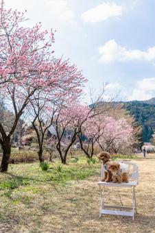 トイプードルと花桃 トイプードルと花桃の写真