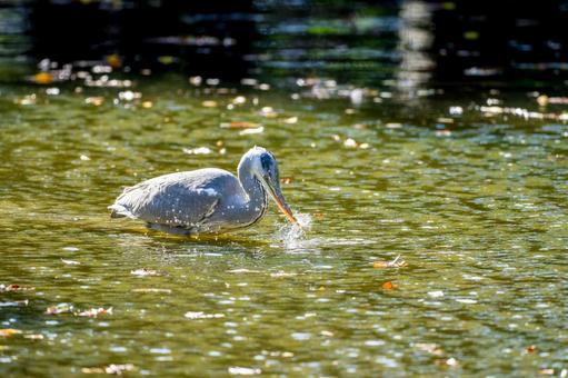 Grey heron by the water, JPG