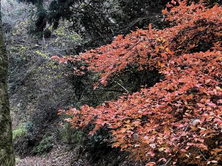 紅葉1 紅葉1の写真
