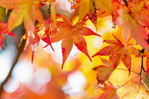 秋に色づく鮮やかな紅葉のモミジ 秋に色づく鮮やかな紅葉のモミジの写真