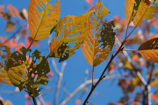 虫食いの穴が開いた紅葉の葉のアップ 紅葉,虫食い,葉の写真素材