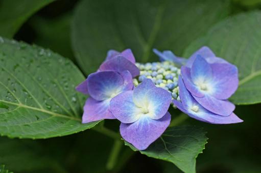 Gaku hydrangea 9, l'été, fleurs, hydrangea, JPG