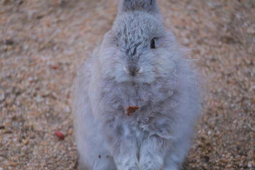 ふわふわのウサギの赤ちゃん ふわふわのウサギの赤ちゃん ウサギ,うさぎ,兎の写真素材