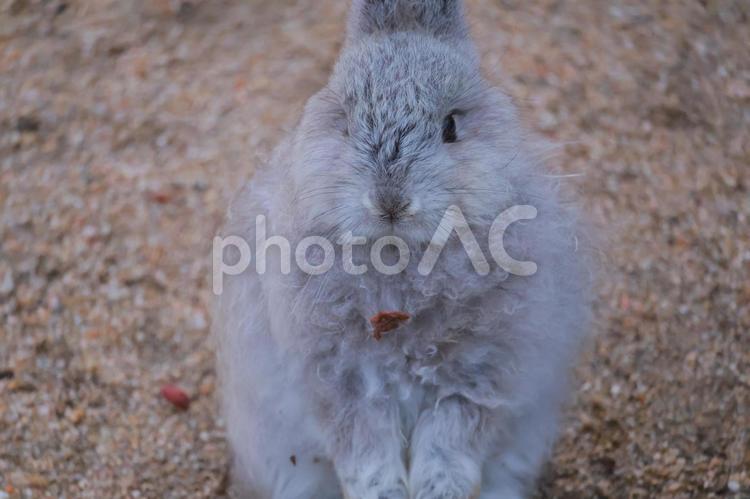 ふわふわのウサギの赤ちゃん ウサギ,うさぎ,兎の写真素材