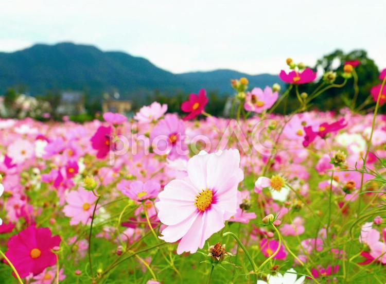 コスモス　秋桜　ピンク コスモス,秋桜,ピンクの写真素材