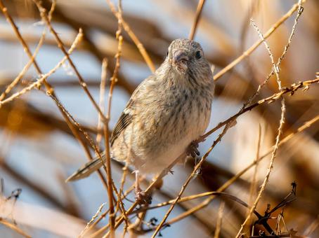枝にとまるベニマシコのメス 枝にとまるベニマシコのメス ベニマシコ,紅猿子,野鳥の写真素材