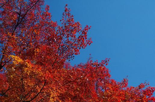 紅葉 紅葉の写真